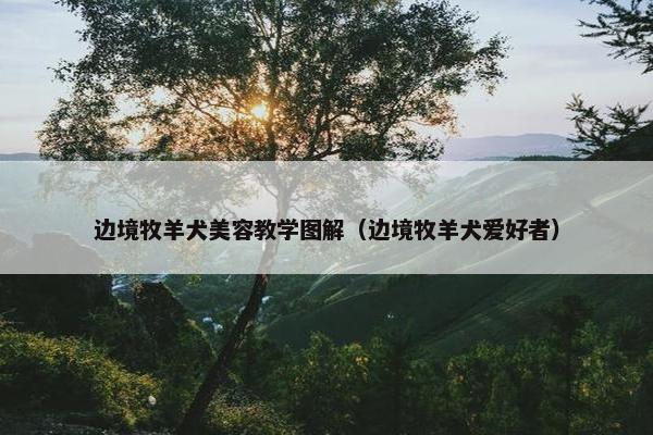 边境牧羊犬美容教学图解（边境牧羊犬爱好者）