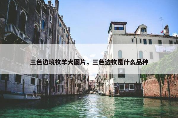 三色边境牧羊犬图片，三色边牧是什么品种