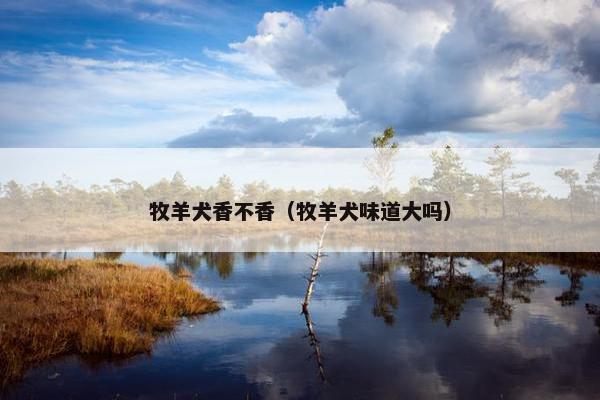 牧羊犬香不香（牧羊犬味道大吗）