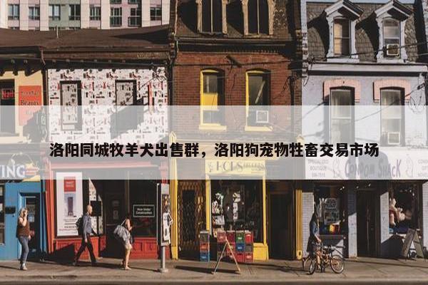 洛阳同城牧羊犬出售群，洛阳狗宠物牲畜交易市场