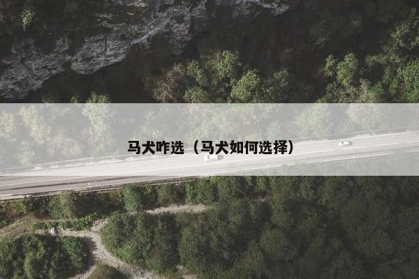 马犬咋选（马犬如何选择）
