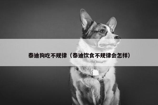 泰迪狗吃不规律（泰迪饮食不规律会怎样）