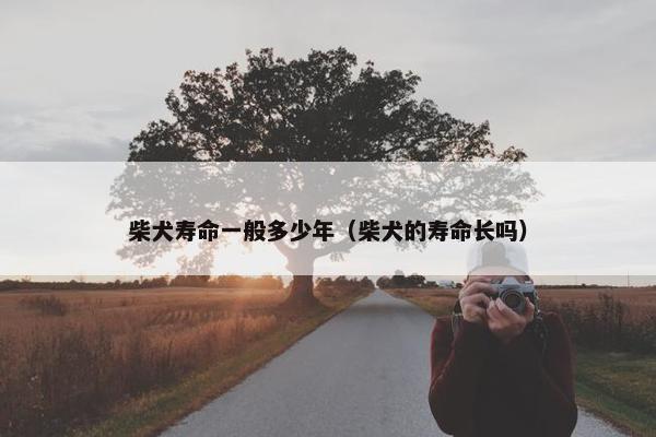 柴犬寿命一般多少年（柴犬的寿命长吗）