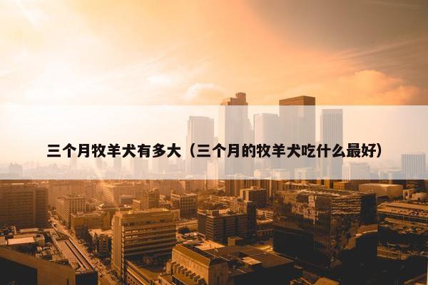三个月牧羊犬有多大（三个月的牧羊犬吃什么最好）