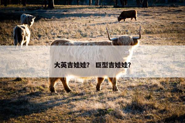 大英吉娃娃? 巨型吉娃娃?