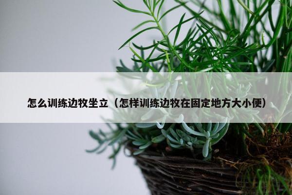 怎么训练边牧坐立（怎样训练边牧在固定地方大小便）