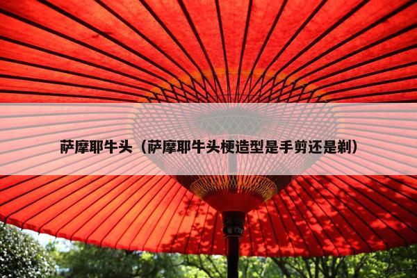 萨摩耶牛头（萨摩耶牛头梗造型是手剪还是剃）