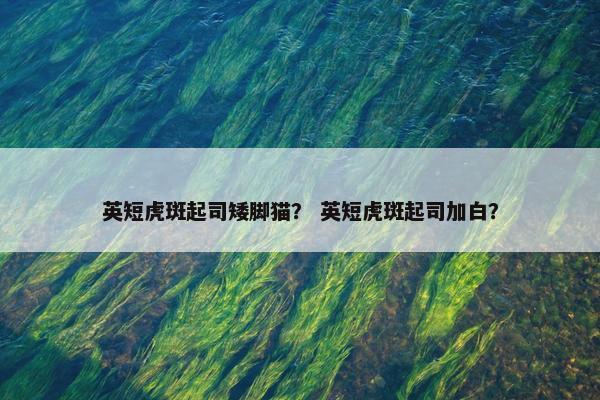 英短虎斑起司矮脚猫？ 英短虎斑起司加白？
