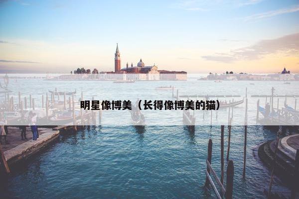 明星像博美（长得像博美的猫）