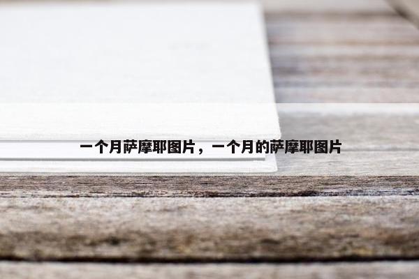 一个月萨摩耶图片，一个月的萨摩耶图片