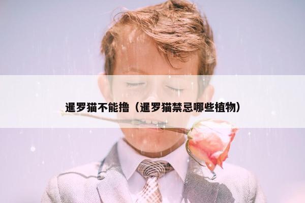 暹罗猫不能撸（暹罗猫禁忌哪些植物）