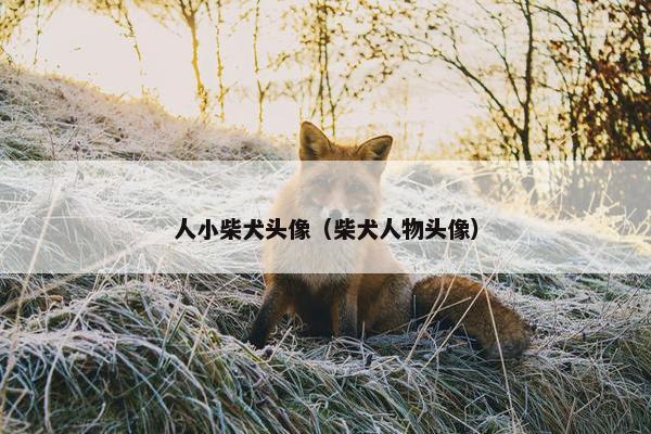 人小柴犬头像（柴犬人物头像）