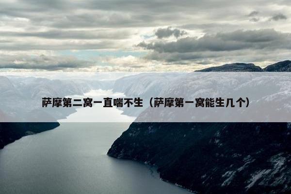 萨摩第二窝一直喘不生（萨摩第一窝能生几个）