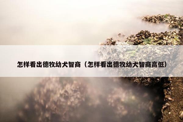 怎样看出德牧幼犬智商（怎样看出德牧幼犬智商高低）