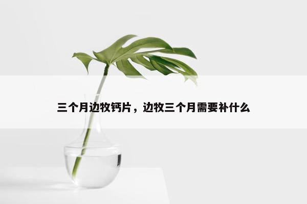 三个月边牧钙片，边牧三个月需要补什么
