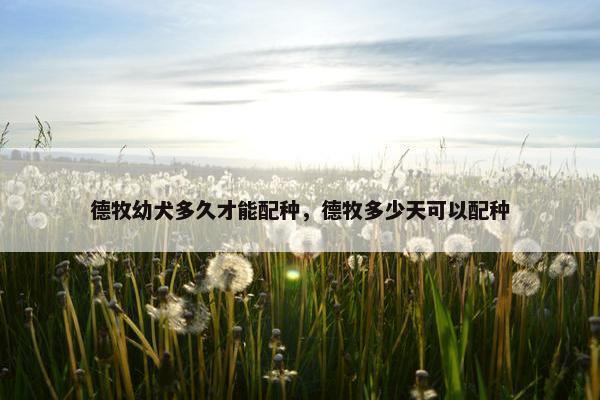 德牧幼犬多久才能配种，德牧多少天可以配种