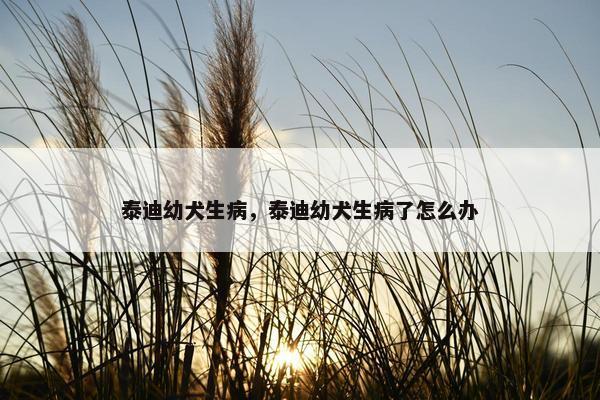 泰迪幼犬生病，泰迪幼犬生病了怎么办