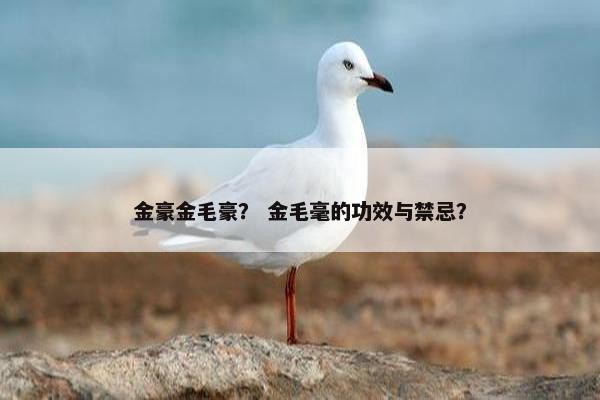 金豪金毛豪？ 金毛毫的功效与禁忌？