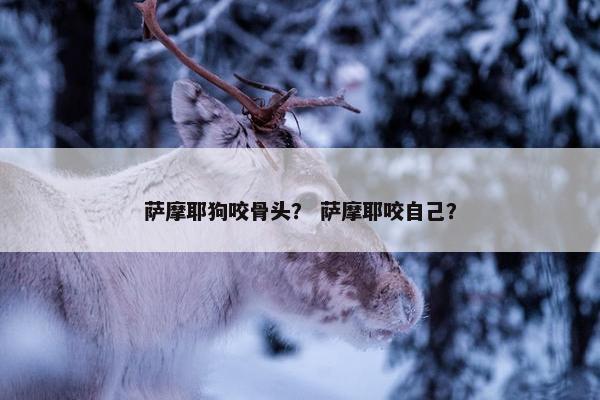 萨摩耶狗咬骨头？ 萨摩耶咬自己？