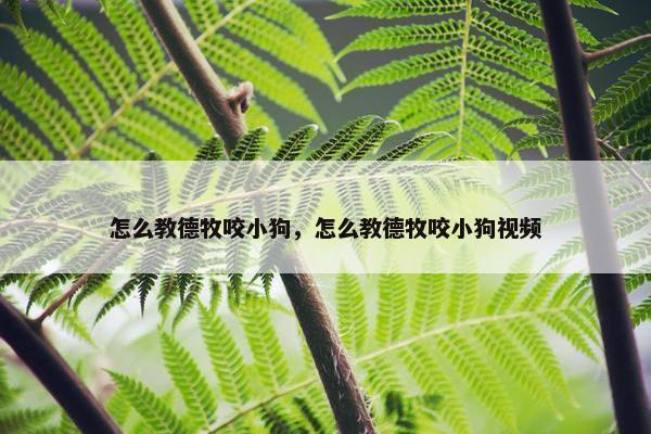 怎么教德牧咬小狗，怎么教德牧咬小狗视频