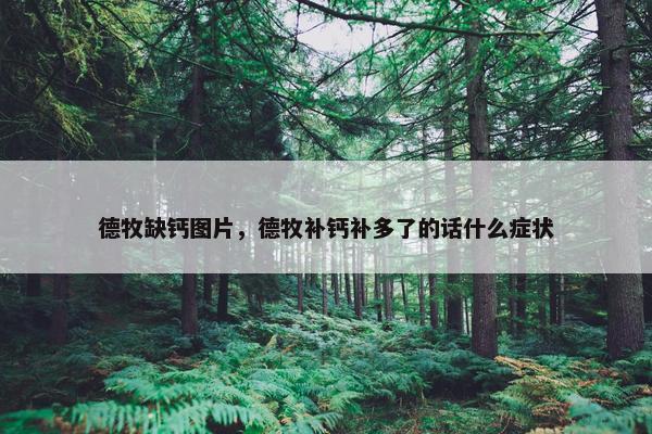 德牧缺钙图片，德牧补钙补多了的话什么症状