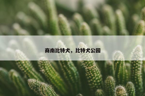 商南比特犬，比特犬公园
