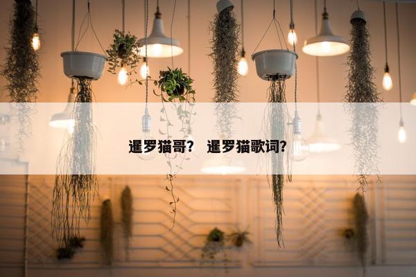 暹罗猫哥？ 暹罗猫歌词？