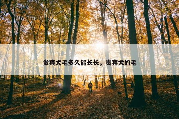 贵宾犬毛多久能长长，贵宾犬的毛