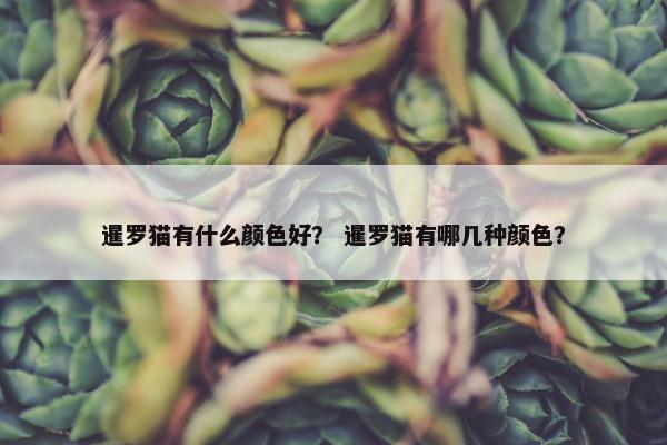 暹罗猫有什么颜色好？ 暹罗猫有哪几种颜色？