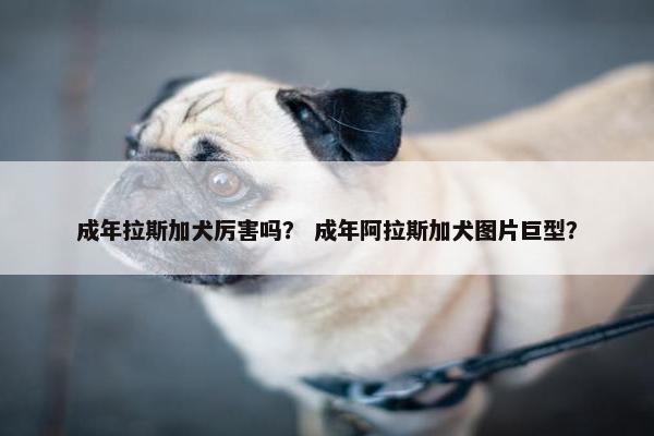 成年拉斯加犬厉害吗？ 成年阿拉斯加犬图片巨型？