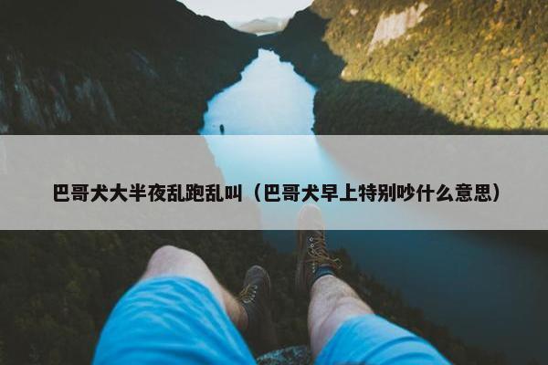 巴哥犬大半夜乱跑乱叫（巴哥犬早上特别吵什么意思）
