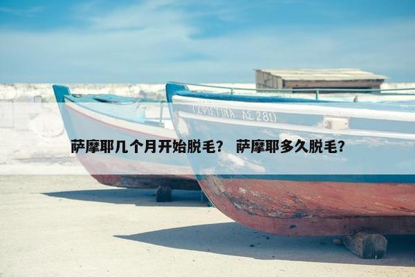 萨摩耶几个月开始脱毛？ 萨摩耶多久脱毛？