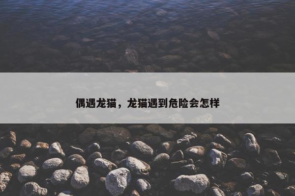 偶遇龙猫，龙猫遇到危险会怎样