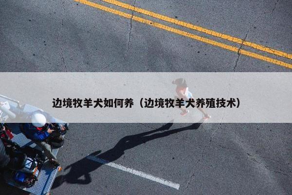 边境牧羊犬如何养（边境牧羊犬养殖技术）