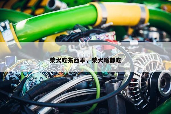 柴犬吃东西乖，柴犬啥都吃