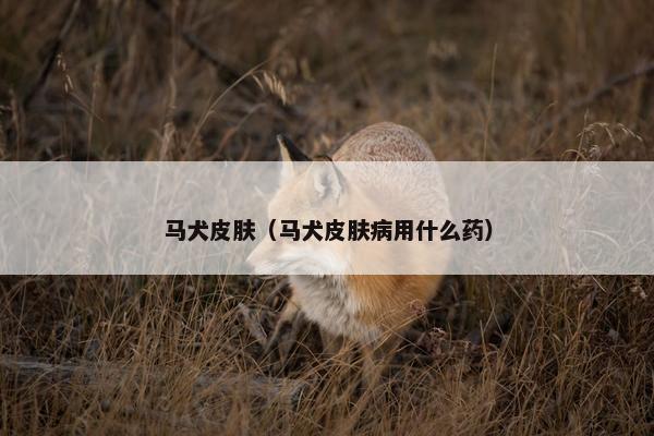 马犬皮肤（马犬皮肤病用什么药）