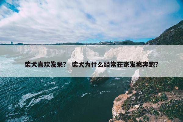 柴犬喜欢发呆？ 柴犬为什么经常在家发疯奔跑？