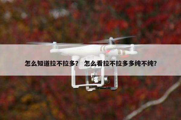 怎么知道拉不拉多？ 怎么看拉不拉多多纯不纯？