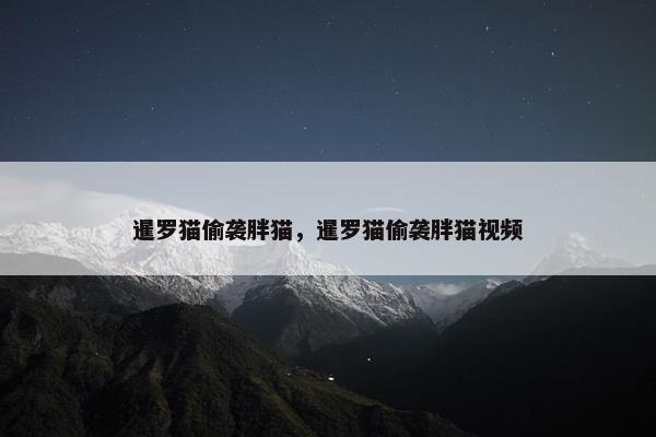 暹罗猫偷袭胖猫，暹罗猫偷袭胖猫视频