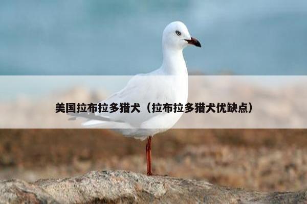 美国拉布拉多猎犬（拉布拉多猎犬优缺点）