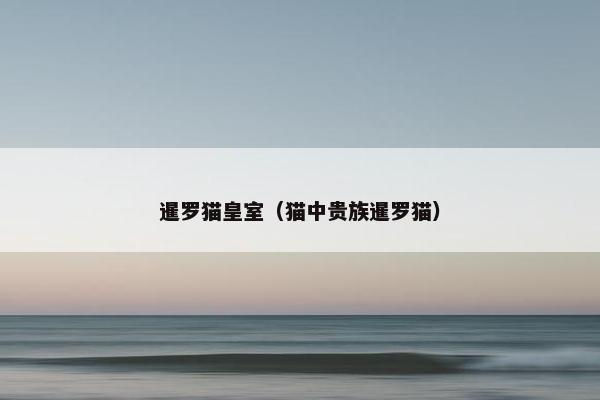 暹罗猫皇室（猫中贵族暹罗猫）