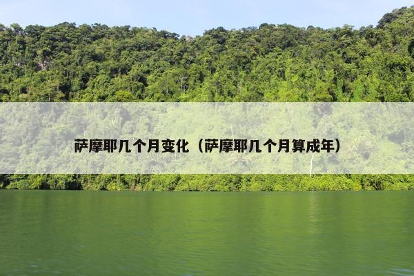萨摩耶几个月变化（萨摩耶几个月算成年）