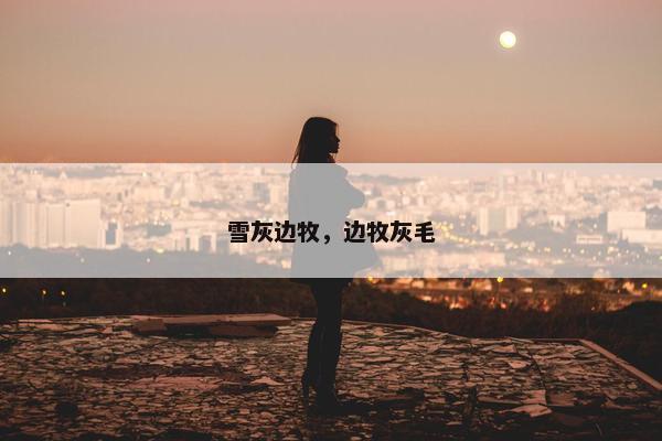雪灰边牧，边牧灰毛