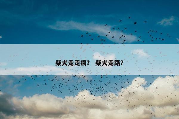 柴犬走走瘸？ 柴犬走路？