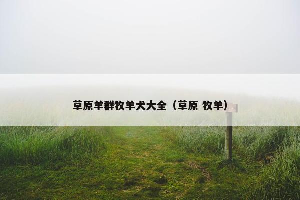 草原羊群牧羊犬大全（草原 牧羊）