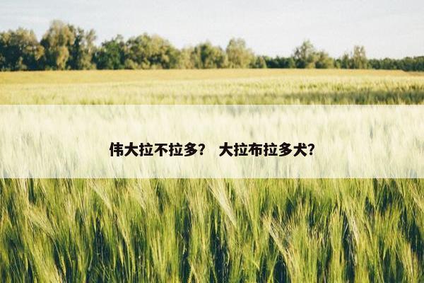 伟大拉不拉多？ 大拉布拉多犬？