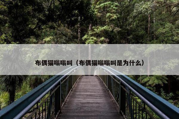 布偶猫嗡嗡叫（布偶猫嗡嗡叫是为什么）