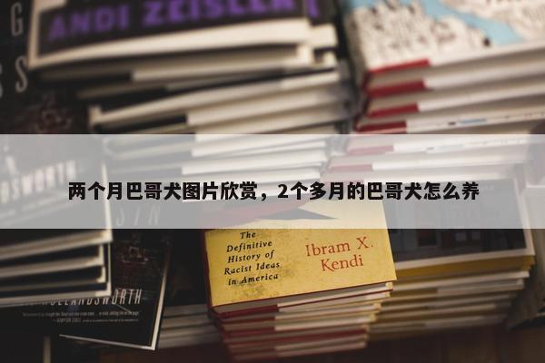 两个月巴哥犬图片欣赏，2个多月的巴哥犬怎么养