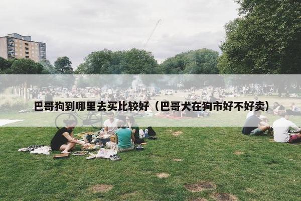 巴哥狗到哪里去买比较好（巴哥犬在狗市好不好卖）