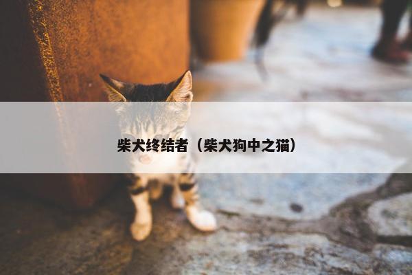 柴犬终结者（柴犬狗中之猫）